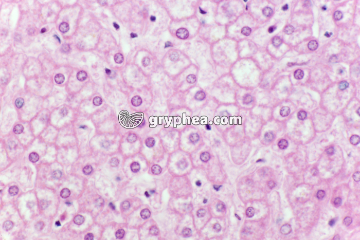 Foie humain x200_1 - gryphea.org